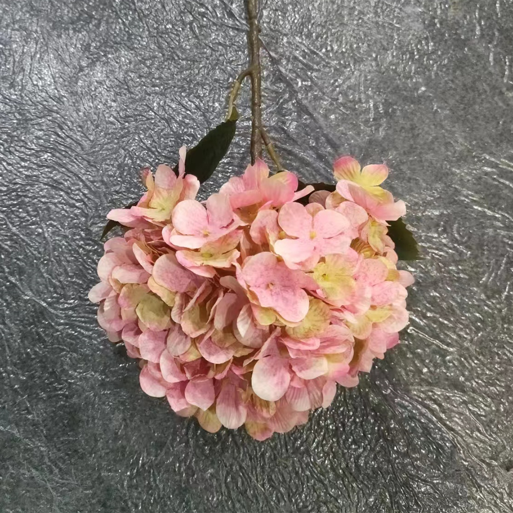Hydrangea Flower Single Hydrangea